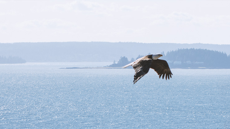 Eagle Soaring Over Body of Water